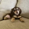 Toby