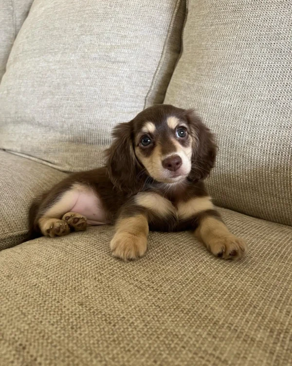 Toby