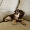 Toby