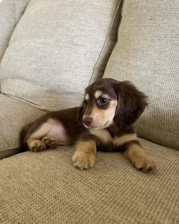 Toby