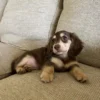 Toby