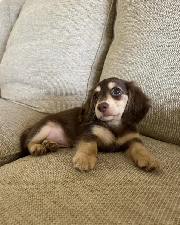 Toby
