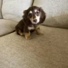 Toby