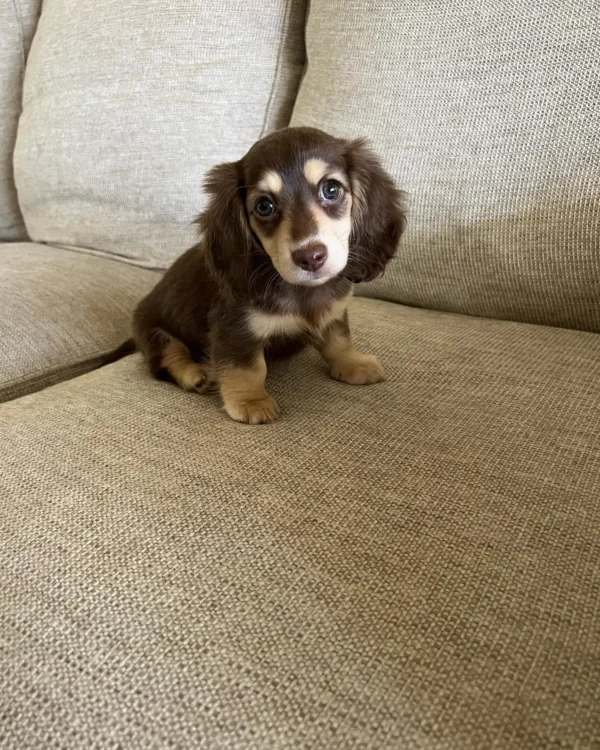 Toby