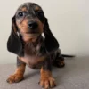 Ellie
