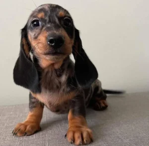 Ellie