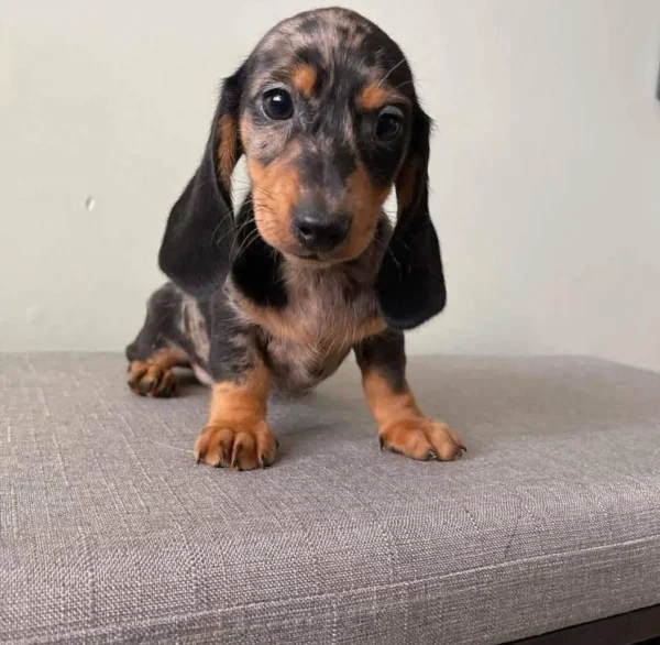 Ellie