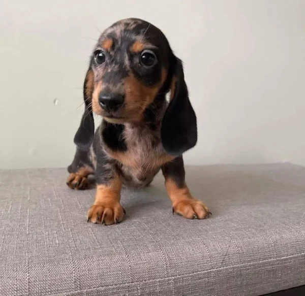 Ellie