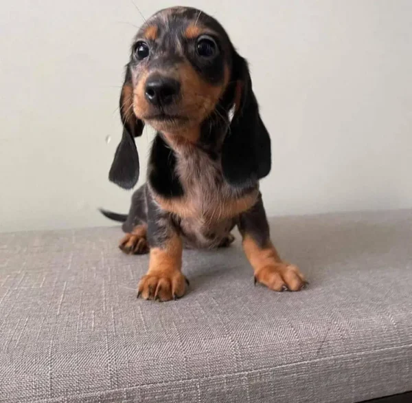 Ellie