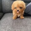 Cooper