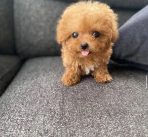 Cooper