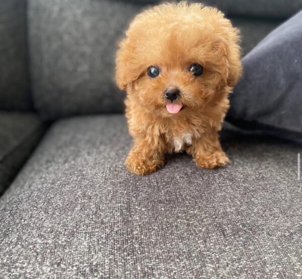 Cooper