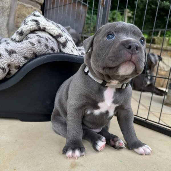 Milo