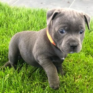 Cooper