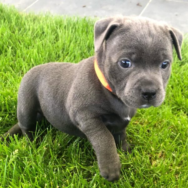 Cooper