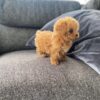 Cooper
