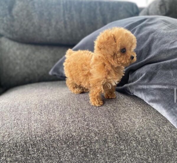 Cooper