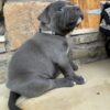 Milo