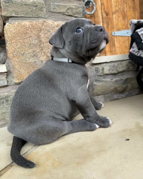 Milo