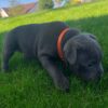 Cooper