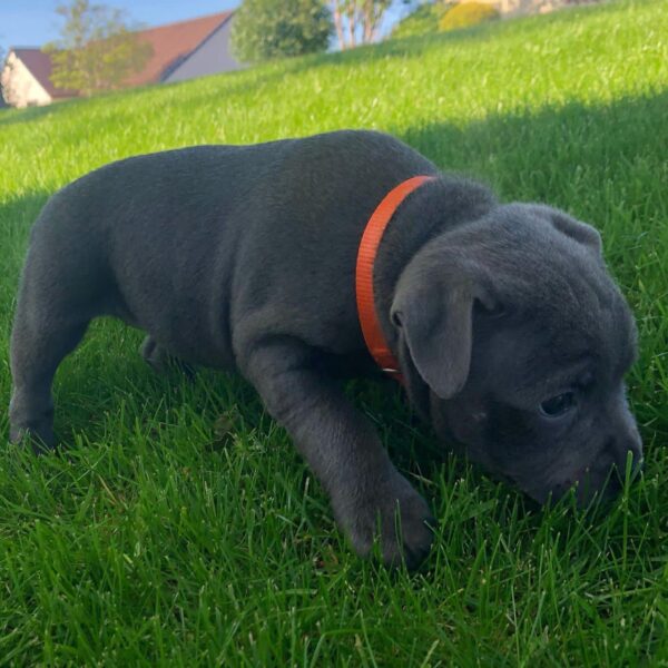 Cooper
