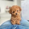 Cooper