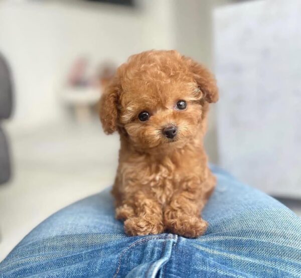 Cooper
