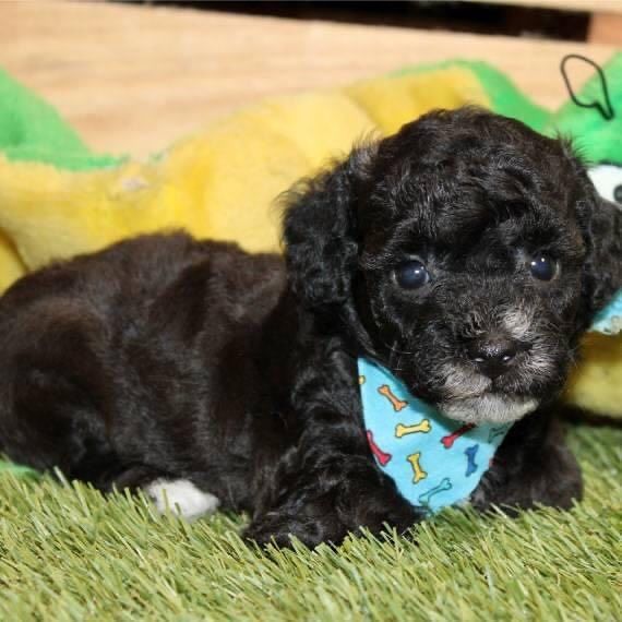 Toby