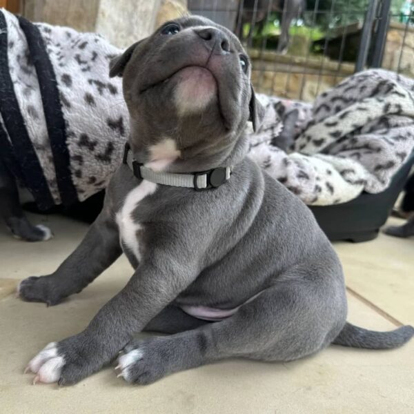 Milo