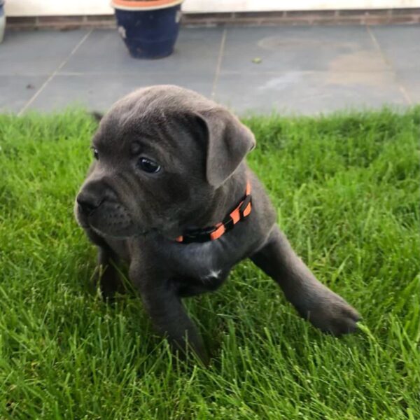 Cooper