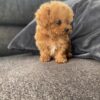 Cooper