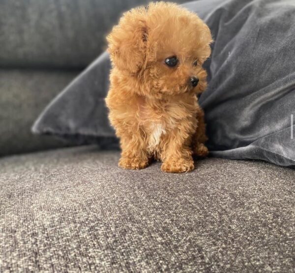 Cooper