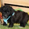 Toby