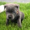 Cooper