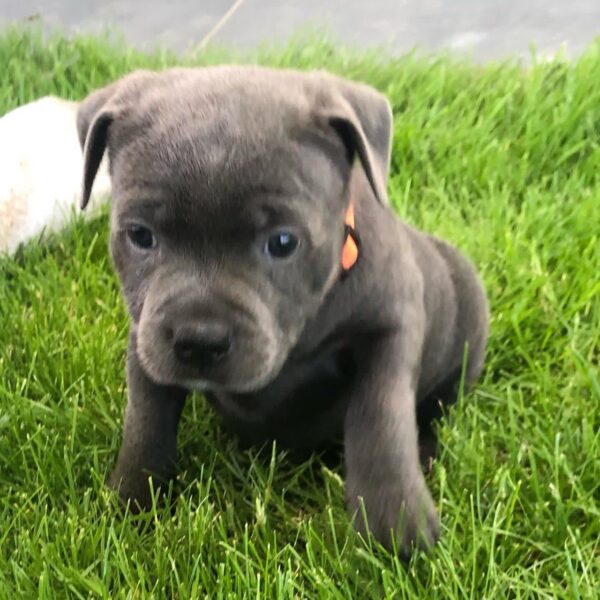 Cooper