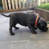 Cooper