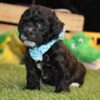 Toby