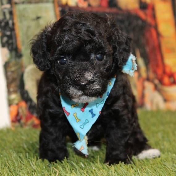 Toby
