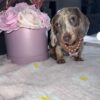Daisy