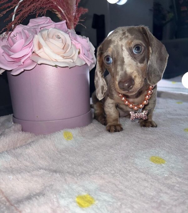 Daisy