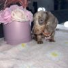 Daisy