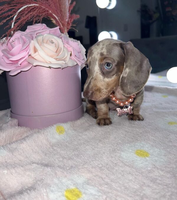 Daisy