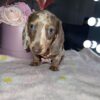 Daisy