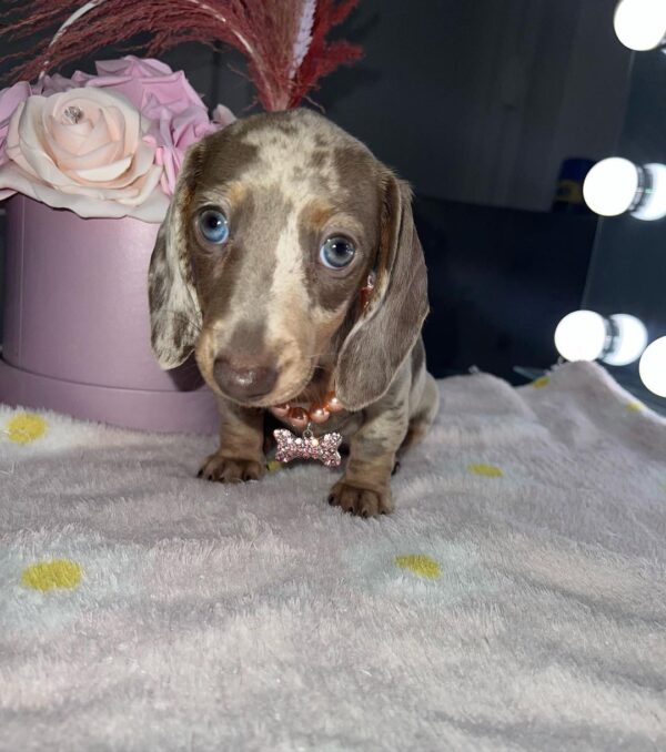 Daisy