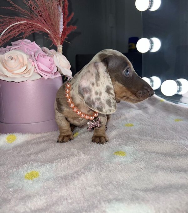 Daisy
